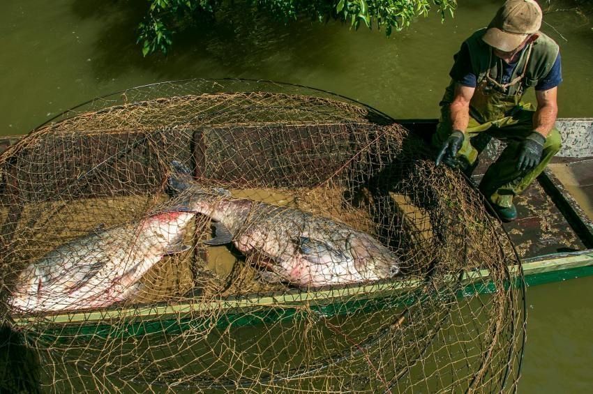 Több mint három tonna busát távolítottak el a Tisza-tóból