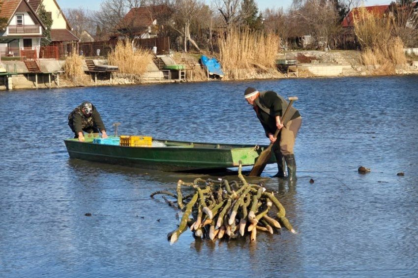 Többhetes busahalászat kezdődött a Kákafoki-holtágon – fotókkal 