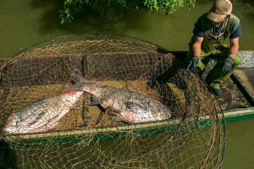 1,5 tonna hallal zárták az áprilist a Tisza-tavi halászok