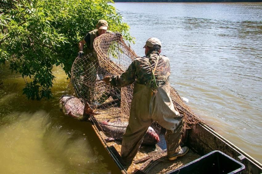 Tizedére csökkent júniusban a Tisza-tavi halászok busafogása 
