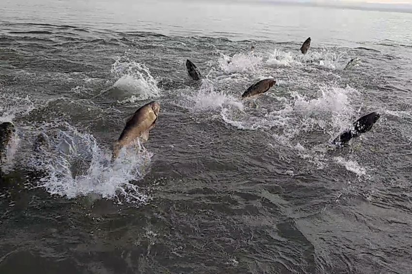 Videó: busák százai ugráltak ki a Balatonból Siófoknál