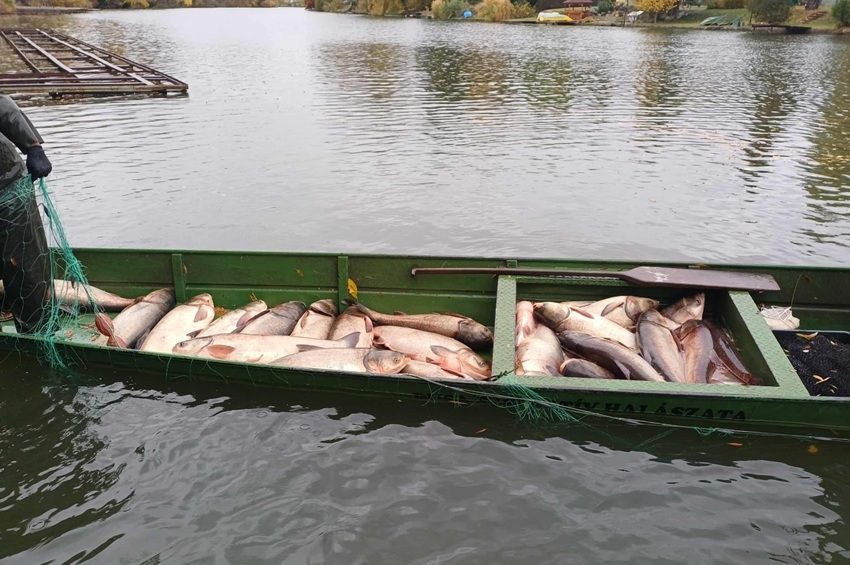 Nagyüzemben zajlik a busa- és a törpegyérítés a Körös-holtágakon – fotókkal