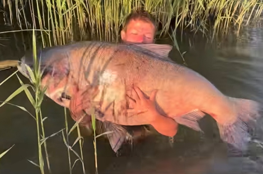Videó: így szökött meg a 60 kilós busa a horgásztól