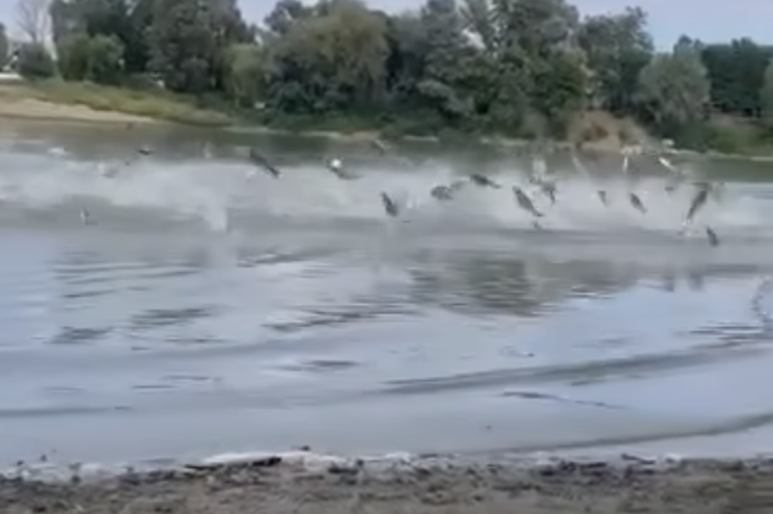 Videó: tömegesen ugráltak ki a vízből a busák Szegednél