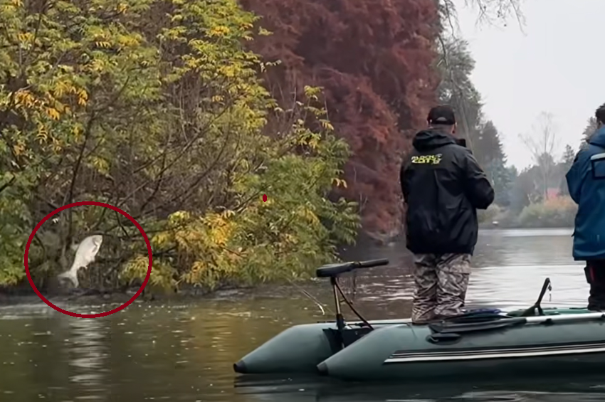 Videó: kiugráló busák dermesztették el a horgászokat a Kákafokin