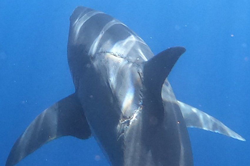 Rejtélyes harapásnyomot fényképeztek le egy fehér cápán
