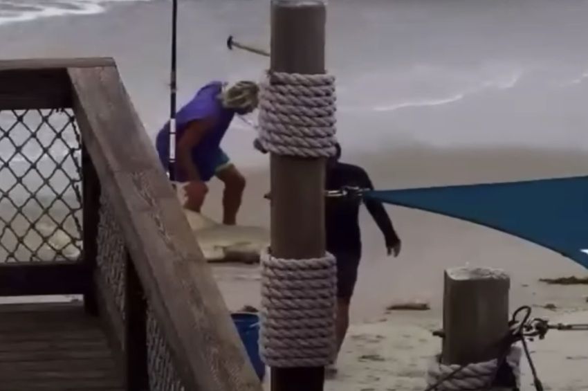 Felkavaró videó: kalapáccsal végezte ki a védett cápát egy floridai horgász