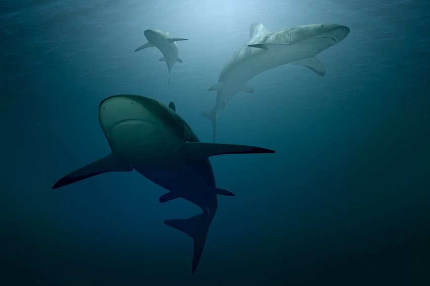 Veszélyeztetett cápafaj maradványait találták meg kutya- és macskaeledelben