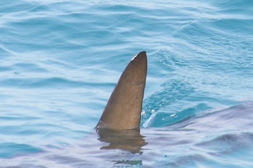 Óriási a riadalom a Balatonnál: cápa megjelenéséről terjed videó az interneten