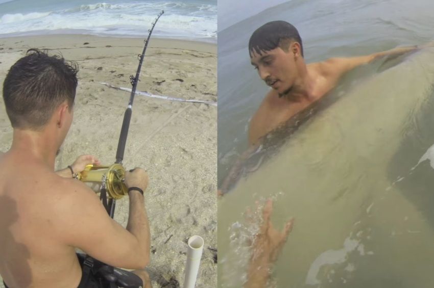  Videó: így fárasztják a négyméteres pörölycápát partról