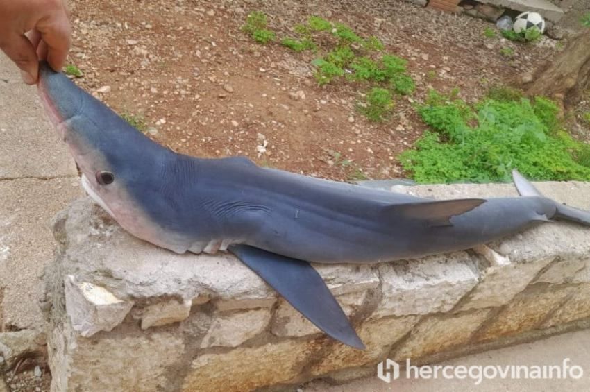 Az Adriai-tenger legveszélyesebb cápáját fogta ki egy horgász Horvátországban – fotókkal