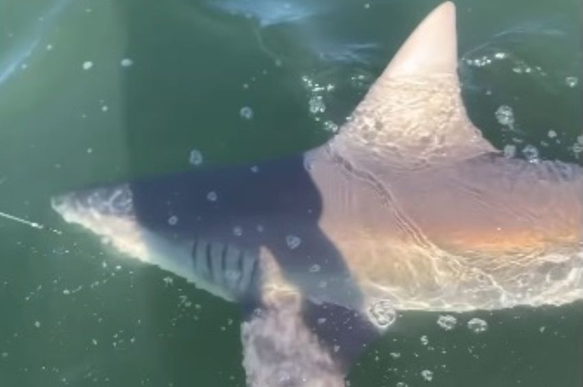 Videó: makrahal helyett hatalmas cápát fogtak a horgászversenyen