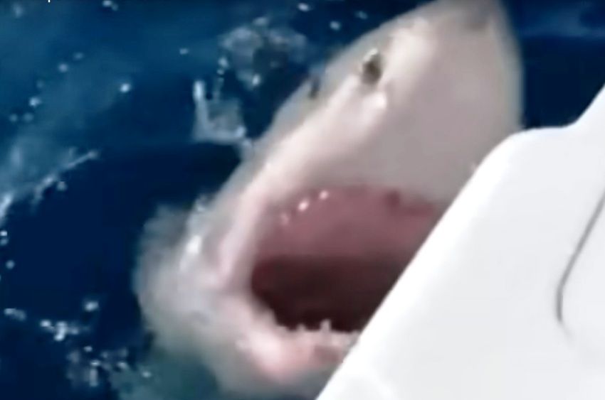 Át akarta harapni a horgászok csónakját a 4 méteres cápa – videóval