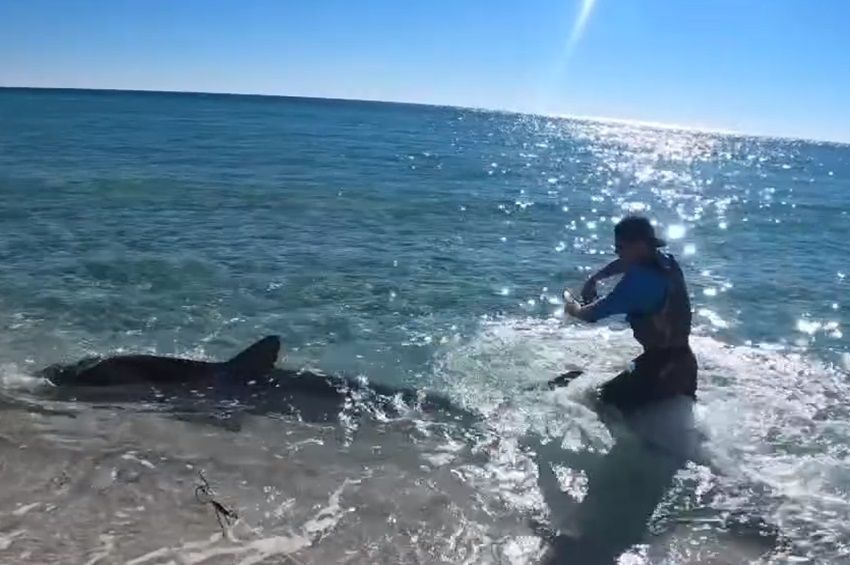 Videó: majdnem behúzta a vízbe a horgászt a háromméteres cápa