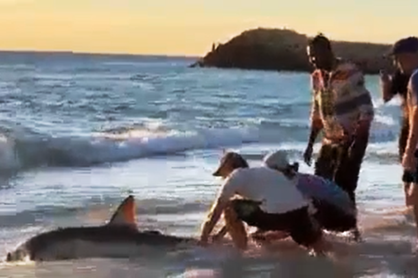Strandolók mentették meg egy partra sodródott cápa életét – videó