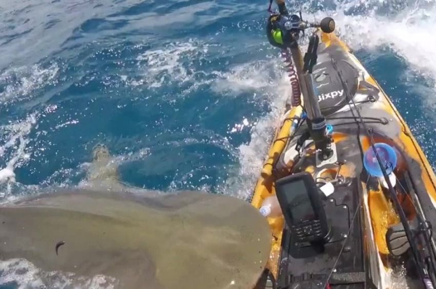 Sokkoló videó: hatméteres cápa támadt rá a kajakos horgászra