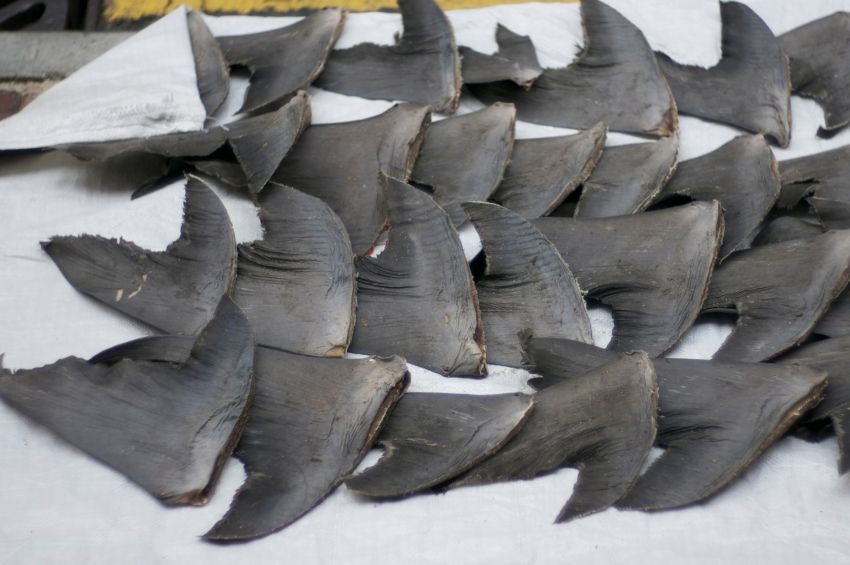 Rekordnagyságú cápauszony-szállítmányt foglaltak le Brazíliában