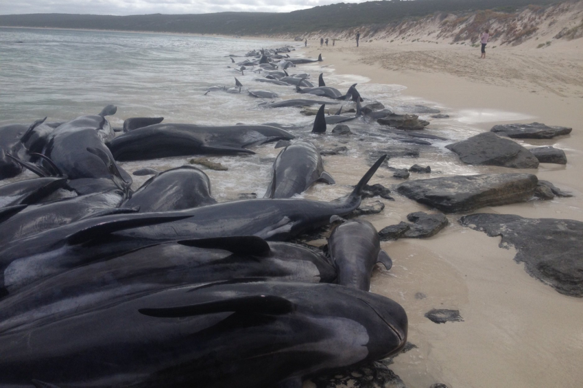 Ismét tömegesen vetődtek partra delfinek Új-Zélandnál