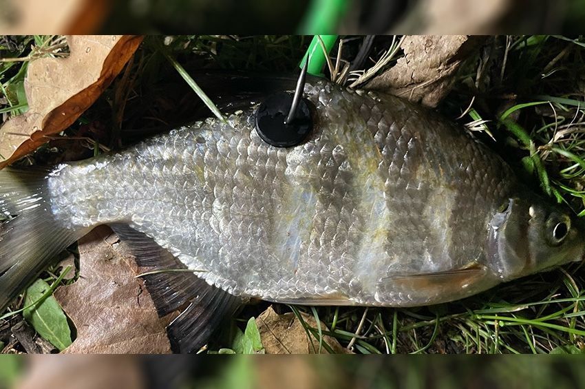 Félmilliós bírságot kaphat, aki megsérti a csalihalakra vonatkozó szabályokat