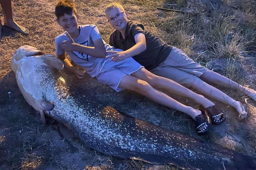 Elszállíttatta a tógazda a gyerekek fogta rekordharcsát Zsurkon – videóval, fotókkal  