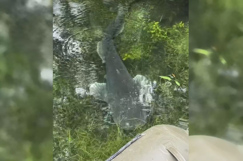 Videó: kétméteres harcsa vette célba a horgász csónakját