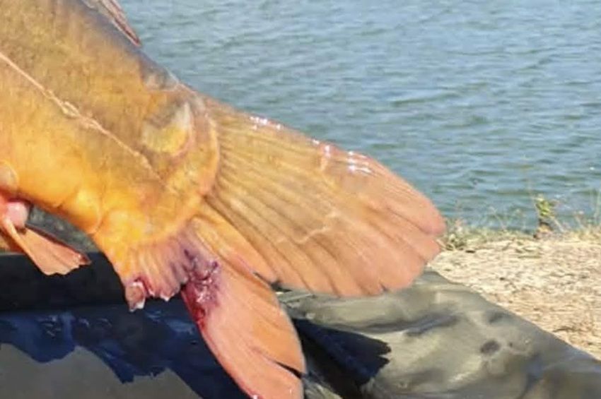 Szándékosan csonkoltak meg 15 kiló feletti pontyokat Majosházán