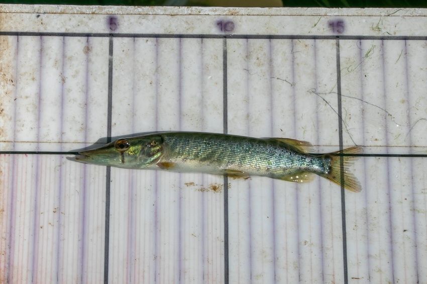 Rekordközeli méreteket értek el a ragadozóhalak ivadékai a Tisza-tóban – fotókkal 
