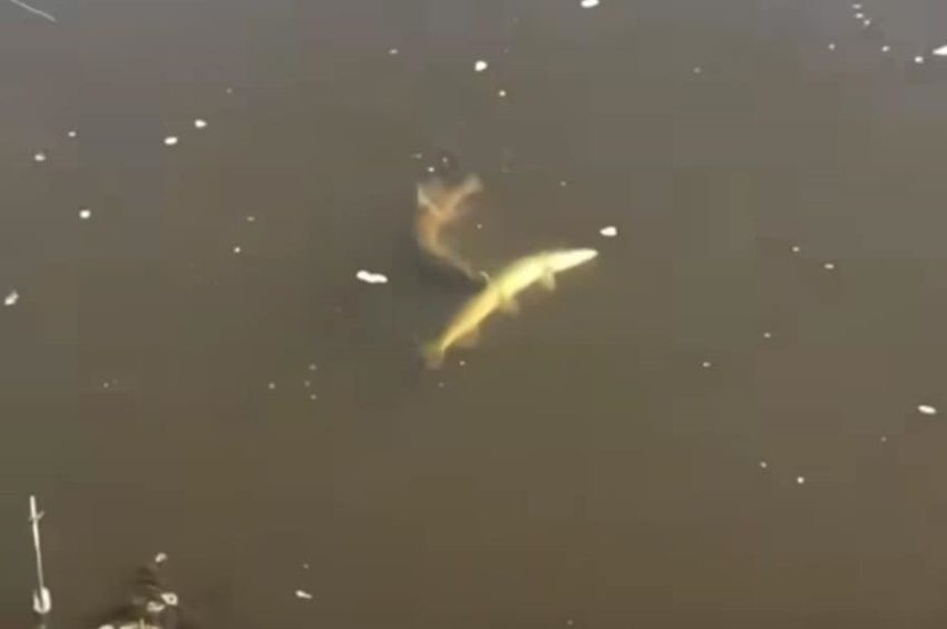 Videó: egy bottal akasztott két csukát a gyerekhorgász