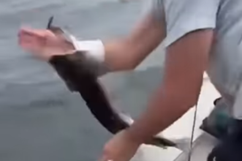 Videó: átfúródott a csuka száján a horgász alkarja