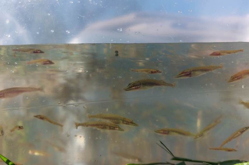 Megduplázzák az előnevelt ragadozóhal-kihelyezéseket Győr-Moson-Sopronban