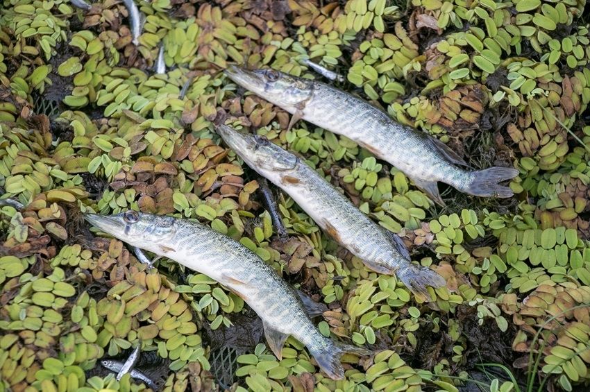 Csökkent a Tisza-tavi csukaivadékok kannibál hajlama – fotókkal