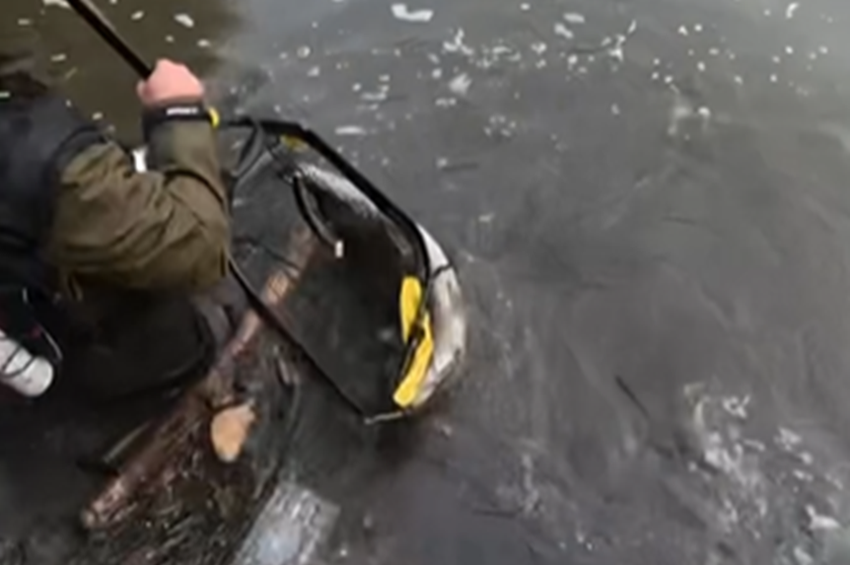 Videó: kiugrott a vízből a műcsaliért a mohó csuka