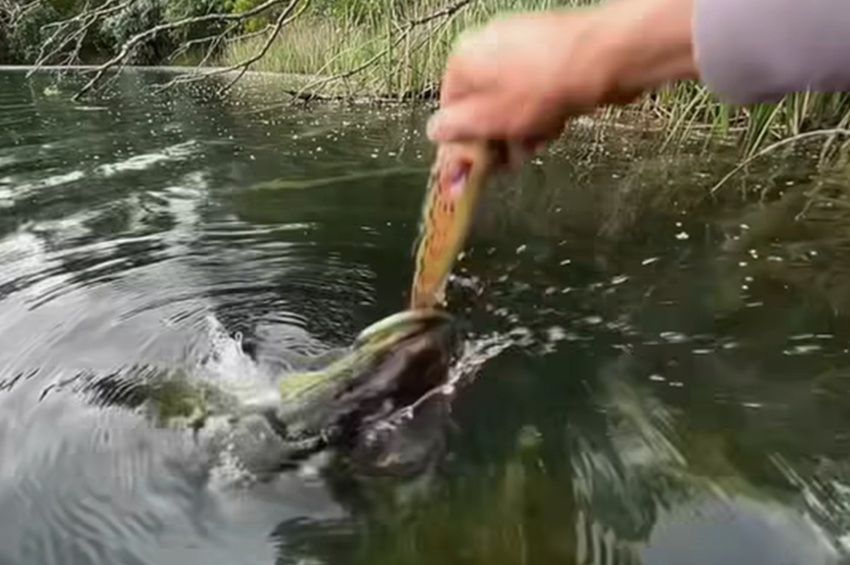 Videó: puszta kézzel fogta meg a csukát a gumihal farkával 