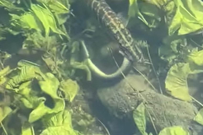 Videó: megmenekült a csuka szorításából az angolna 