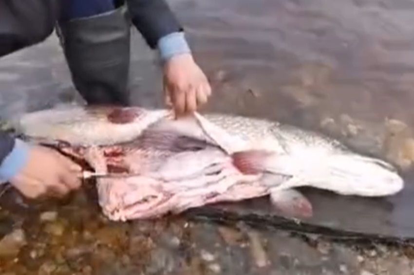 Videó: nem fogod elhinni, mit találtak egy csuka gyomrában