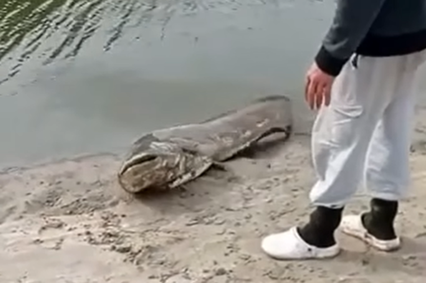 Videó: ennél csúnyábban nem lehet harcsát visszaengedni
