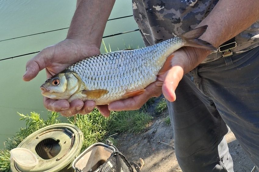  A gardarekord megközelítése után országos bodorkacsúcsot döntött Deim János 