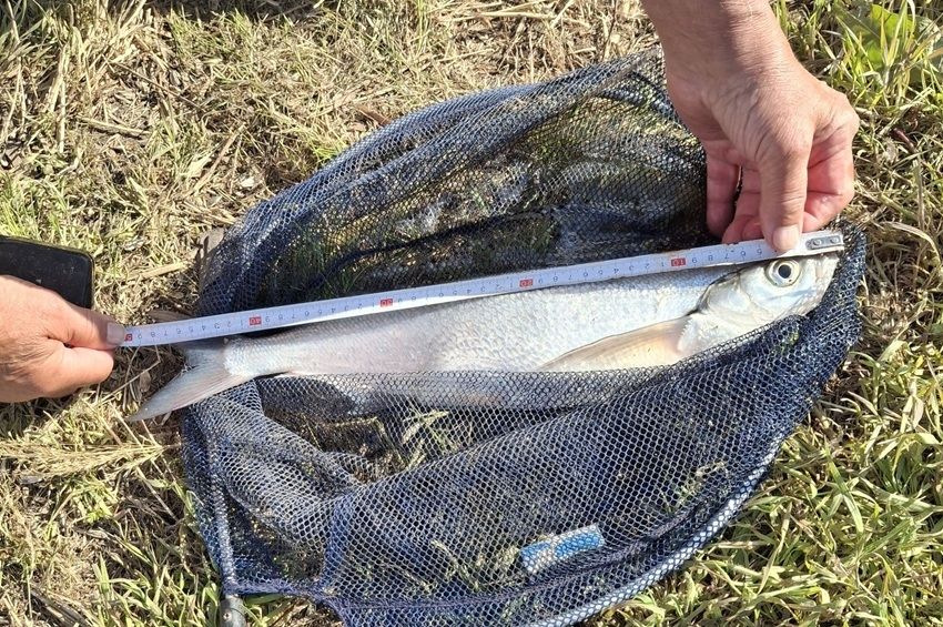 Közel jártak az országos gardarekordhoz a Nagykunsági-főcsatornán