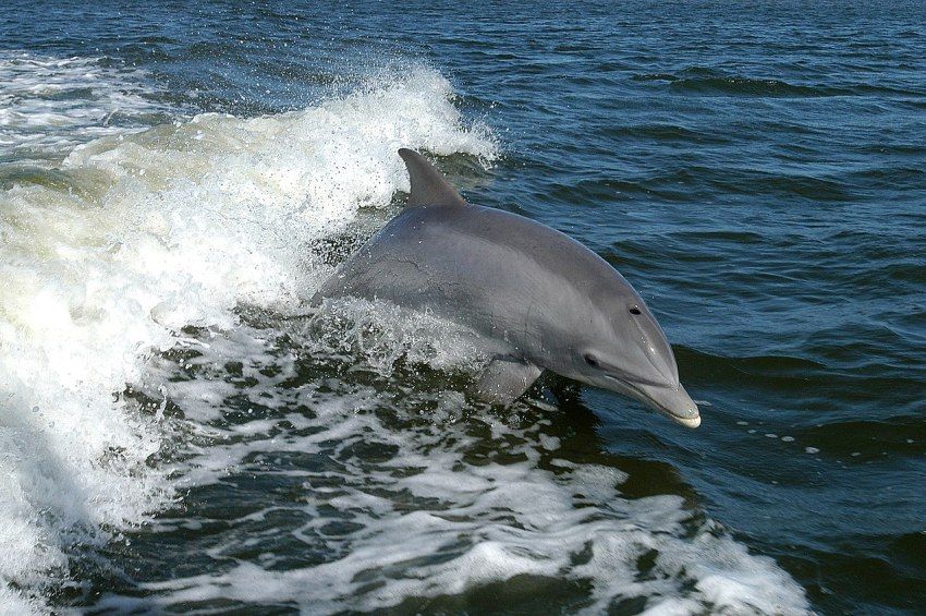 Harapós delfin terrorizálja a japán strandolókat