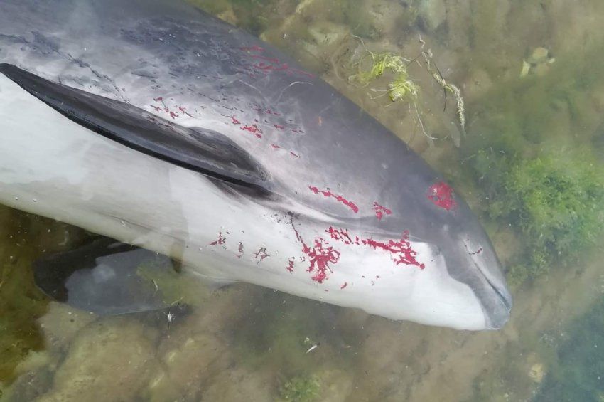 Már legalább 3 ezer delfin pusztult el az Ukrajában zajló háború miatt