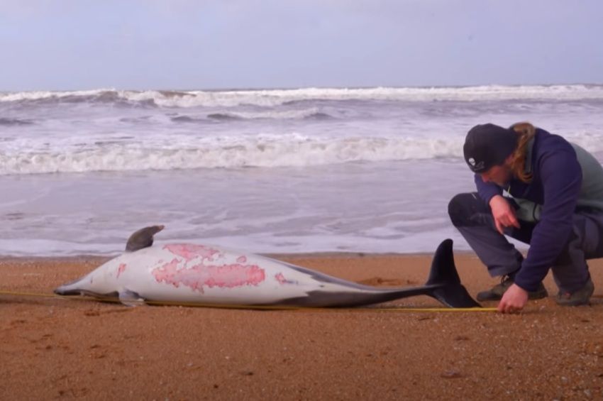 Rekordszámú delfin pusztult el Franciaország partjainál az idén – videóval