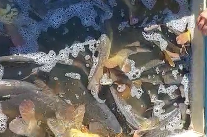 150 mázsa ponty érkezett az orci halastóból a Desedába – videóval 