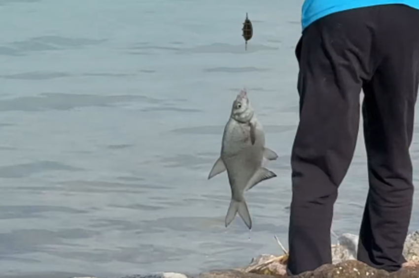 Videó: merítőszák nélkül emelték ki a nagy dévért a Balatonból 