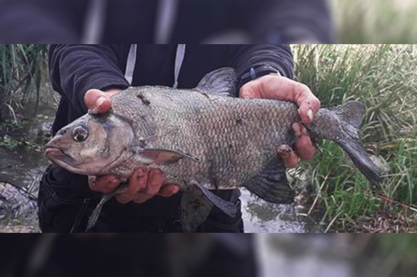 Nagy fejtörést okozott a horgászoknak ez a Kis-Balatonból fogott hal
