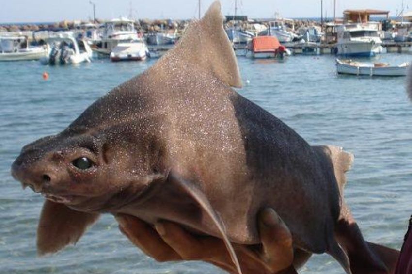 Disznófejű halra találtak rá Olaszországban