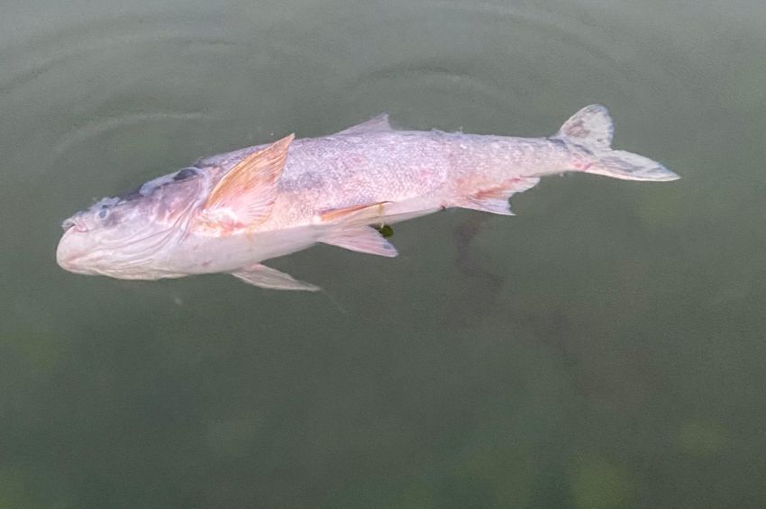 Mohosz: Oxigénhiányban pusztult el 1800 kiló hal a Velencei-tóban