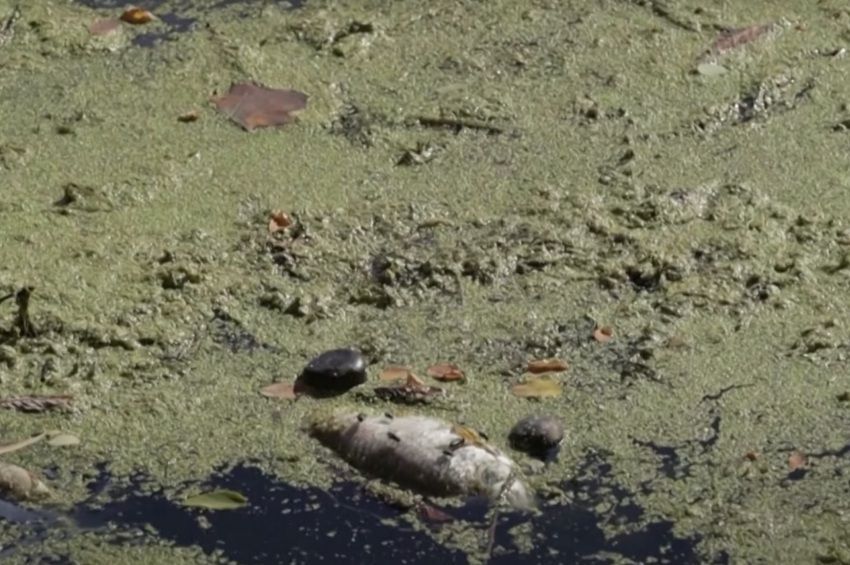 Toxikus algák okozták az Odera-folyóban történt halpusztulást