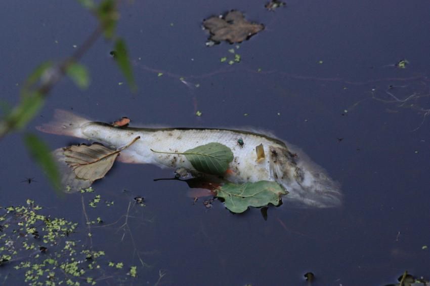 Ismét pusztulnak a halak a Városligeti-tóban