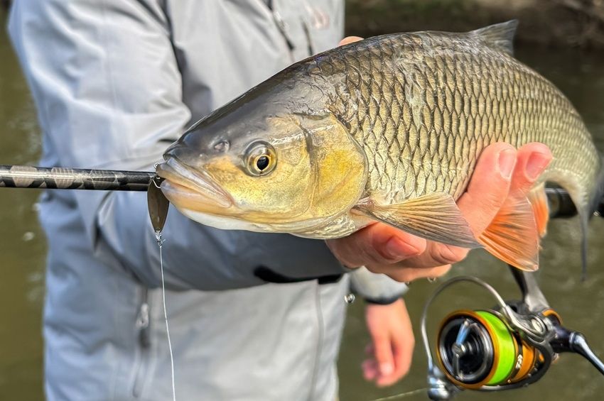 Street fishing világbajnokkal „darálták” a domikat és a jászokat az Ipolyon – fotókkal 