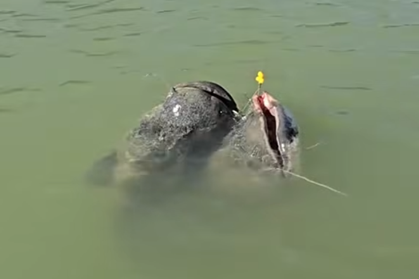 Videó: Egy horgászbottal fogtak kettő óriásharcsát